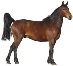 Horse - Virtual Purchase Item